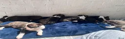 Boston Terrier dogs for sale: Brindle Boston terrier KC puppies  - Advert 18