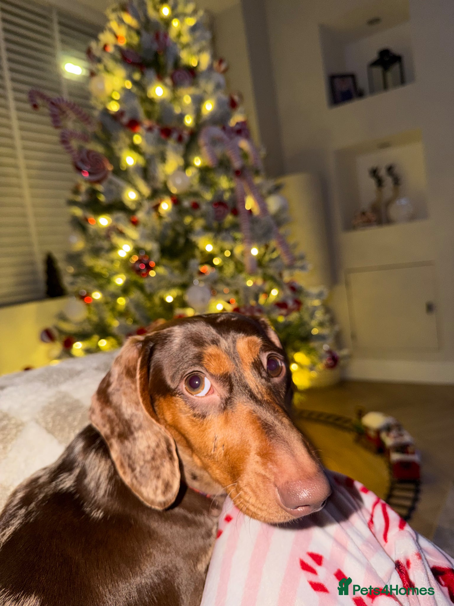 Dachshund dogs 2 year old female dachshund  - Advert 9