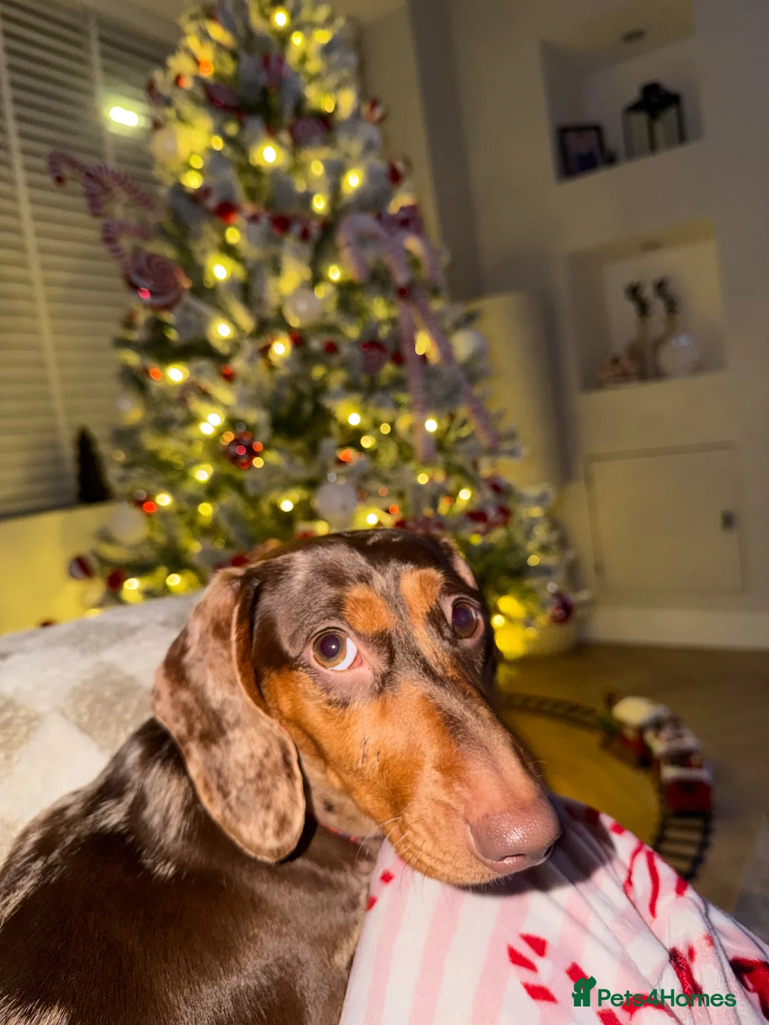 Dachshund dogs for sale: 2 year old female dachshund  in York - Advert 1