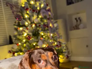 Dachshund dogs 2 year old female dachshund - Advert 3