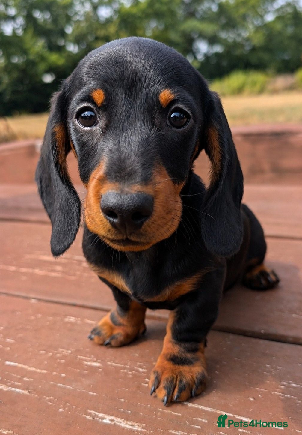 Miniature Dachshund dogs Fully Vaccinated, Quality, KC & PRA Clear Puppy  - Advert 1