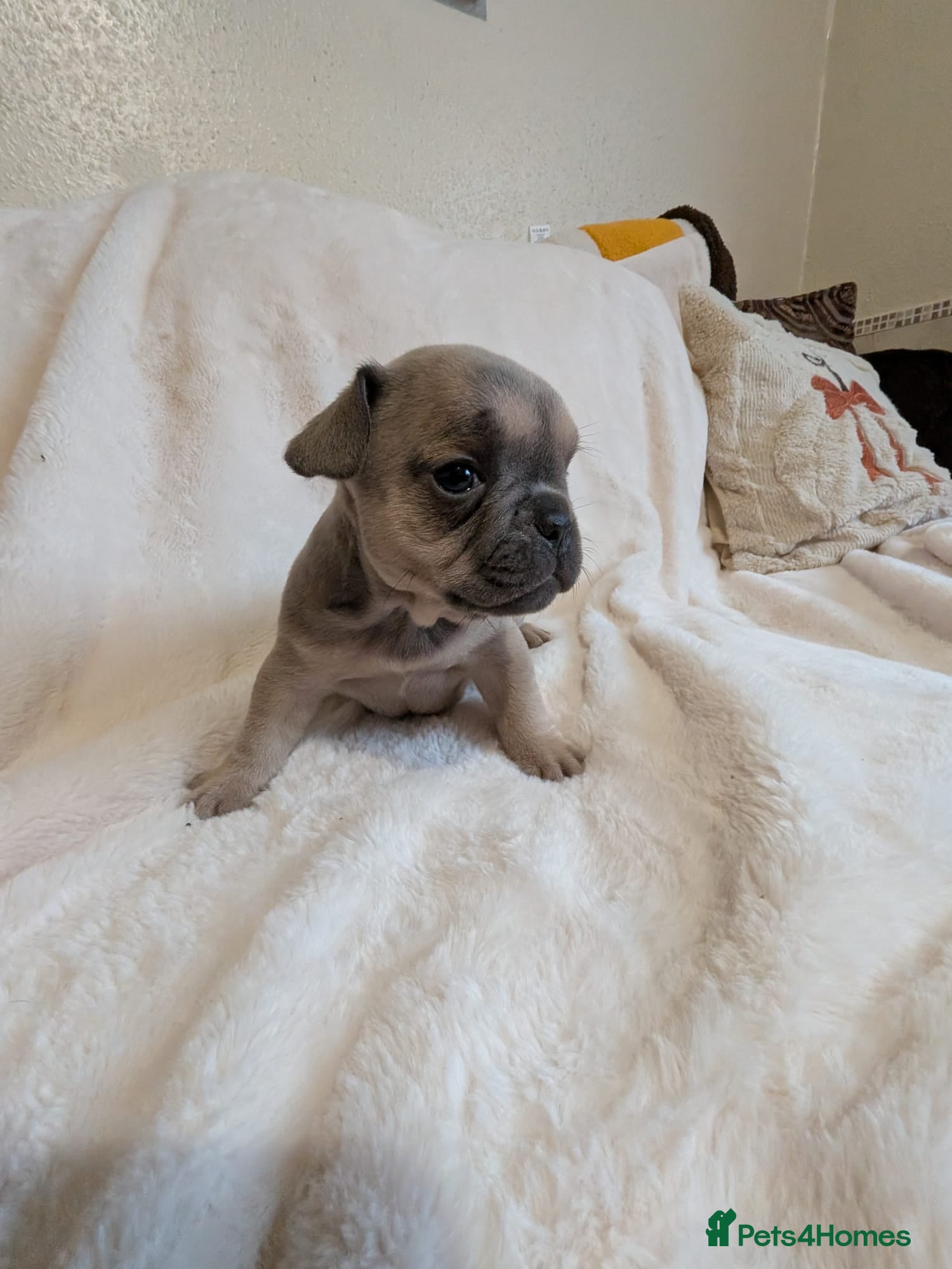 French Bulldog dogs for sale: FRENCH BULLDOG PUPS LOOKING FOR FOREVER HOMES 🐾 - Advert 8