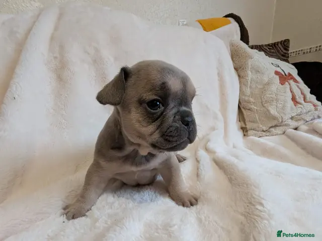 French Bulldog dogs for sale: FRENCH BULLDOG PUPS LOOKING FOR FOREVER HOMES 🐾 - Advert 8