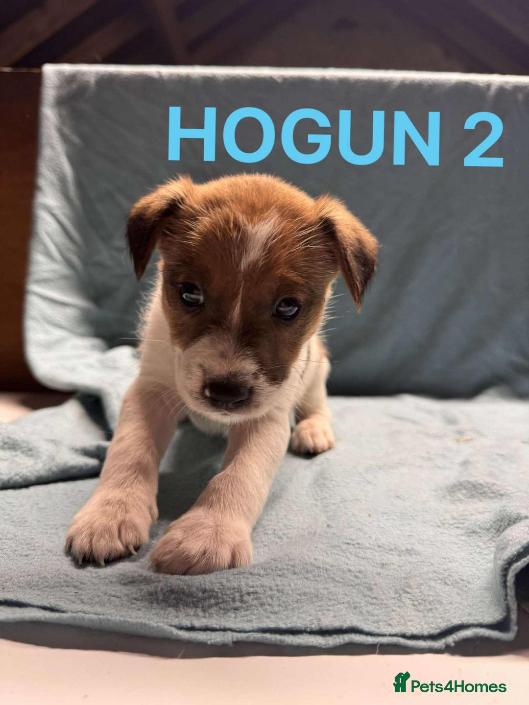 Mixed Breed dogs for sale: Collie x jack Russell  - Advert 4