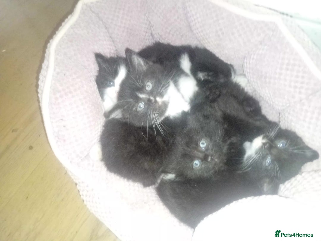 Persian cats for sale: 5 Persian kittens ready just before  ** . - Advert 1