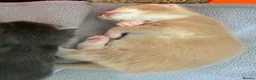 Mixed Breed cats for sale: Stunning litter off fur babies  - Advert 15