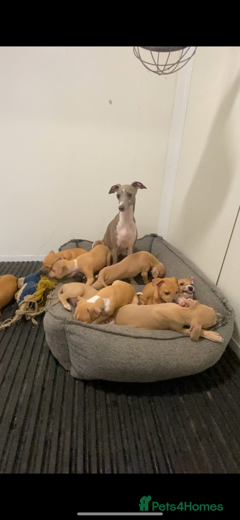 Italian Greyhound dogs Kc registered Italian greyhound puppies - Advert 1