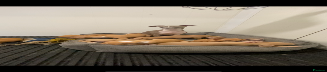 Italian Greyhound Puppy 11