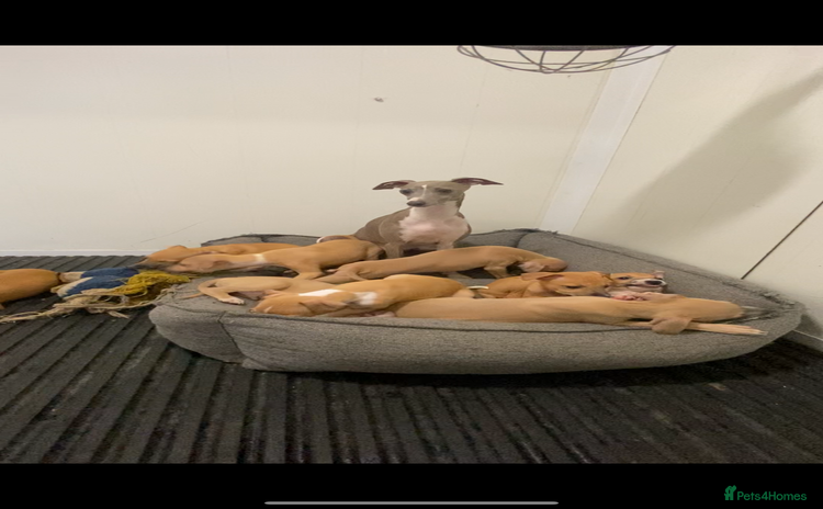 Italian Greyhound dogs - Advert 1