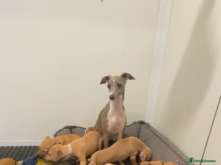 Italian Greyhound dogs - Advert 27