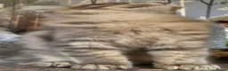Maine Coon cats for sale: 🔥 CHAMPION RUSSIAN LINE XXL MAINE COON VACCINATED - Advert 9