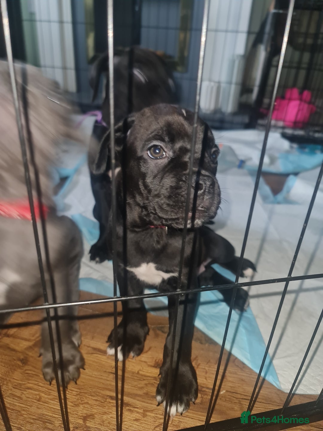 Cane Corso dogs for sale: 2 beautiful cane corso puppies  - Advert 6