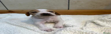Pointer Puppy 3