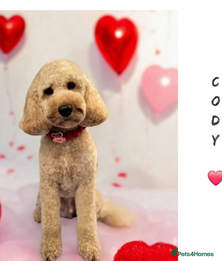 Cockapoo dogs Male  - Advert 5