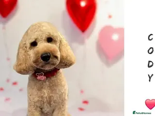 Cockapoo dogs Male - Advert 5