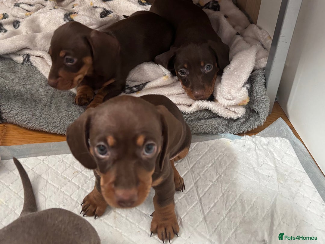 Miniature Dachshund dogs for sale: KC Registered Miniature Dachshund Puppies For Sale - Image 19