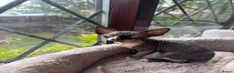 Sphynx cats for sale: 3 Sphynx kittens - Advert 6