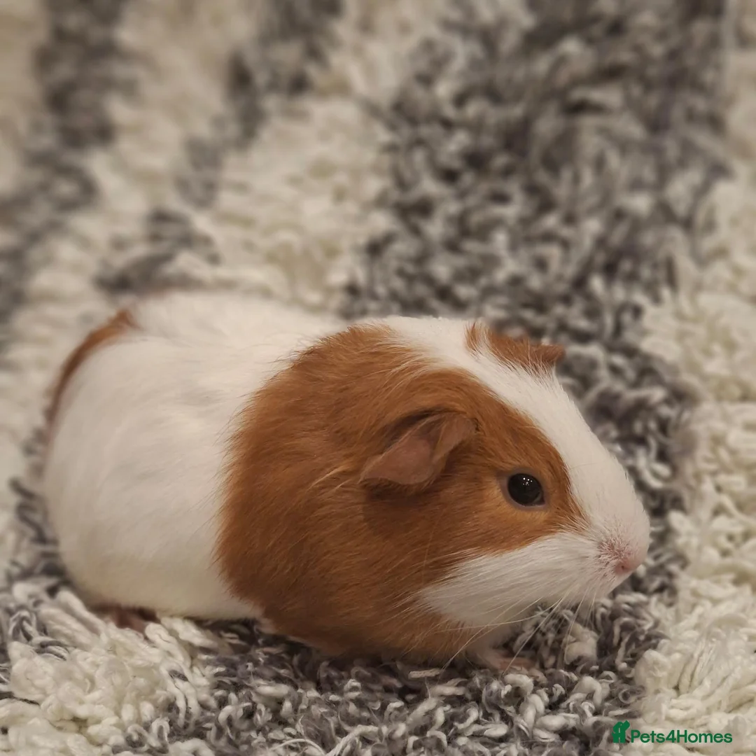 Guinea Pig rodents for sale: Guinea pigs  in Southampton - Advert 5