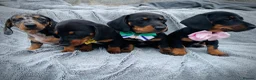 Dachshund dogs for sale: Dachshund puppies in Llanelli - Advert 3