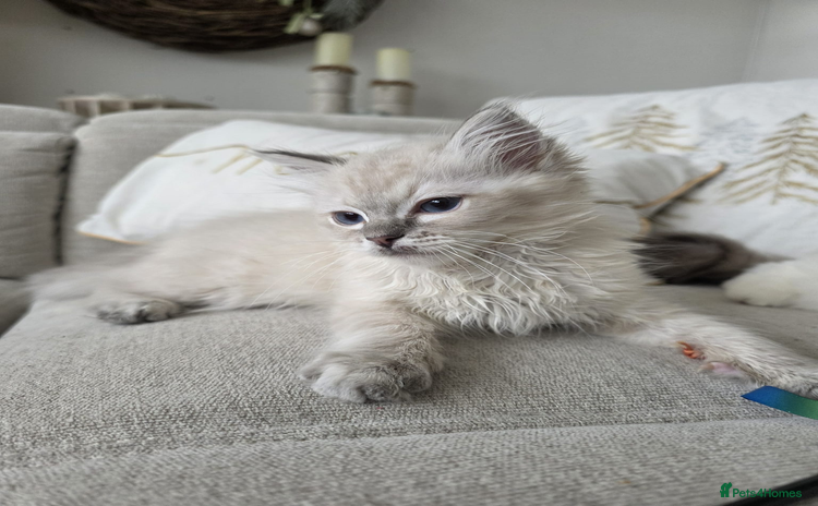 Ragdoll cats 🐾🌸STUNNING KITTEN| ONE YEAR OLD|🌸🐾 - Advert 7