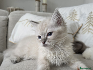 Ragdoll cats 🐾🌸STUNNING KITTEN| ONE YEAR OLD|🌸🐾 - Advert 6