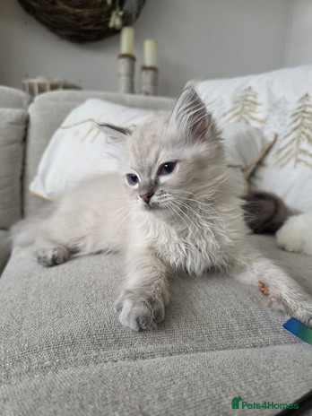 Ragdoll cats 🐾🌸STUNNING KITTEN| ONE YEAR OLD|🌸🐾 - Advert 7