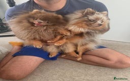 Pomeranian dogs for stud: 🐾✨ ** Lilac Tan Proven Stud Available! ✨🐾 - Image 11