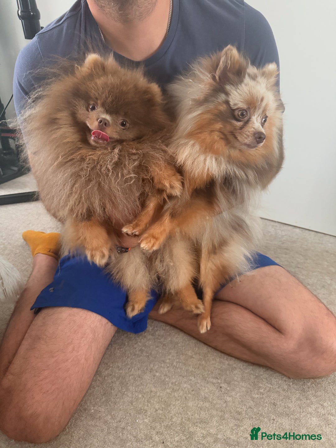 Pomeranian dogs for stud: 🐾✨ ** Lilac Tan Proven Stud Available! ✨🐾 - Image 11