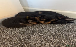 Yorkshire Terrier dogs for sale: Yorkshire Terrier Puppies  - Advert 5