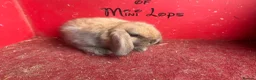 Mini Lop rabbits for sale: Beautiful mini lop babies ready now  - Advert 6