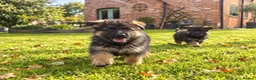German Shepherd dogs for sale: World class German Shepherds - Advert 12