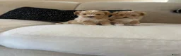 Maltipoo dogs for sale: F1 Toy Maltipoo puppies - Advert 8