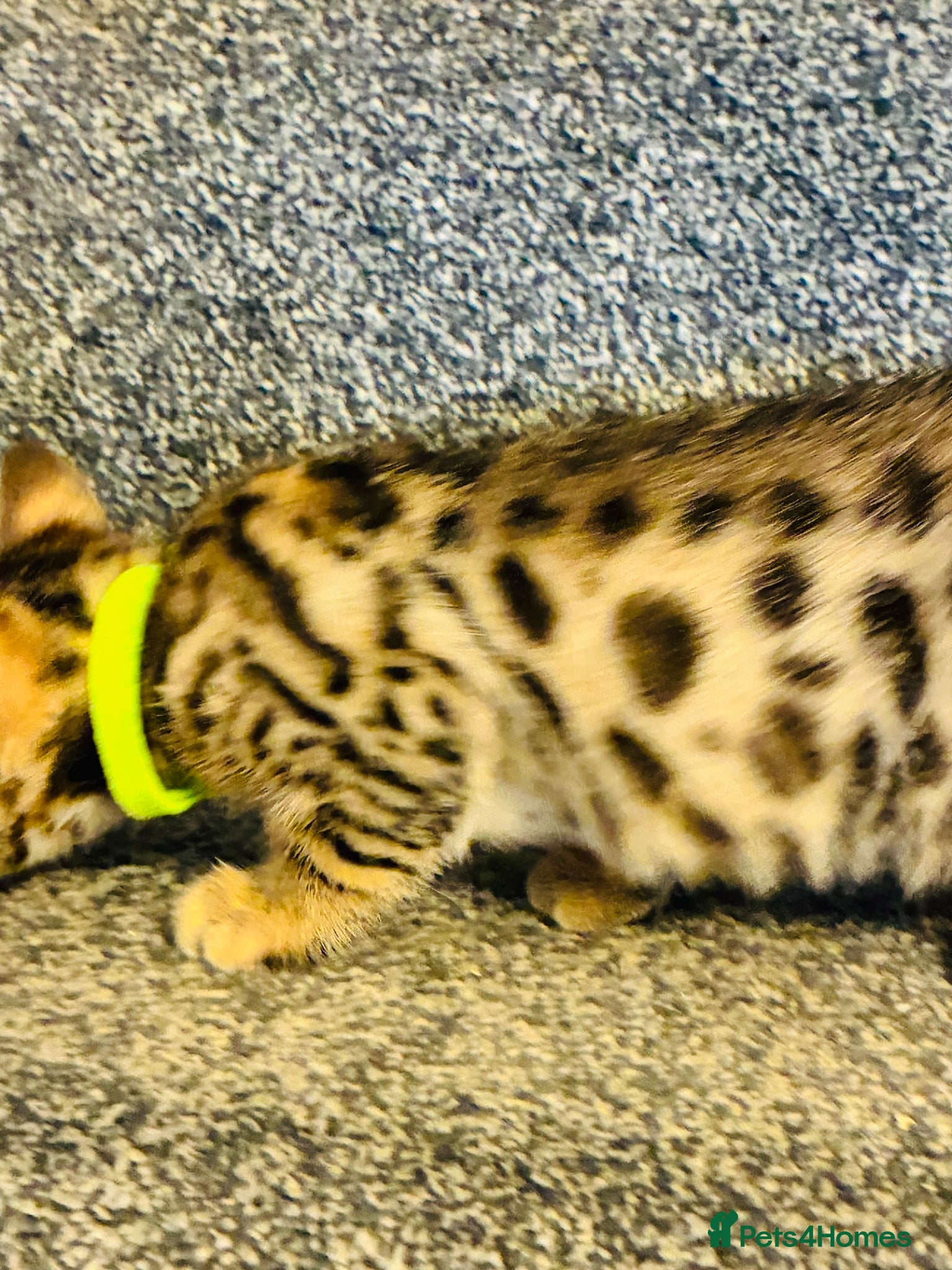 Bengal cats FINAL TWO ! Amazing Bengal kittens  - Advert 2