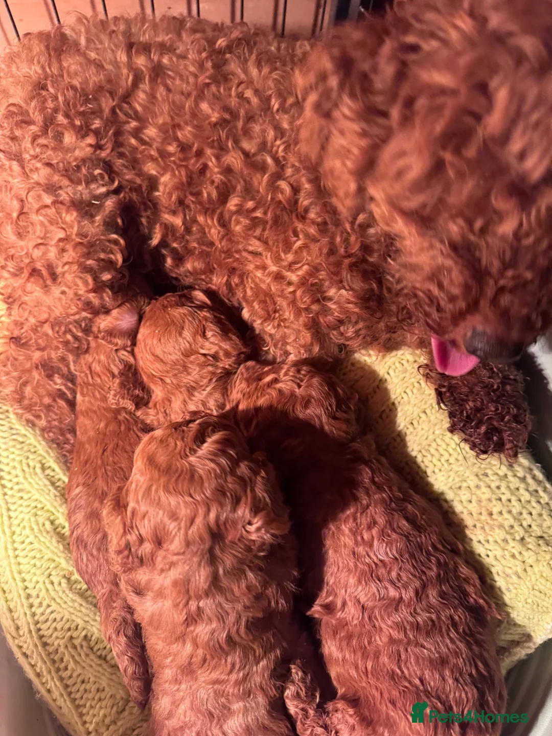Cavapoo dogs for sale: Last 3 deep red cavapoos  - Advert 14