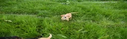 Labrador Retriever dogs for sale: Exceptional kc reg labradors  in Thirsk - Advert 6