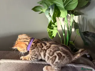 Bengal cats Beautiful Pedigree Bengal kittens for sale - Advert 4