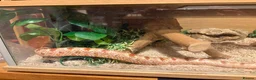 Corn Snake reptiles for sale: Sandy - Corn Snake in Carmarthen - Advert 11