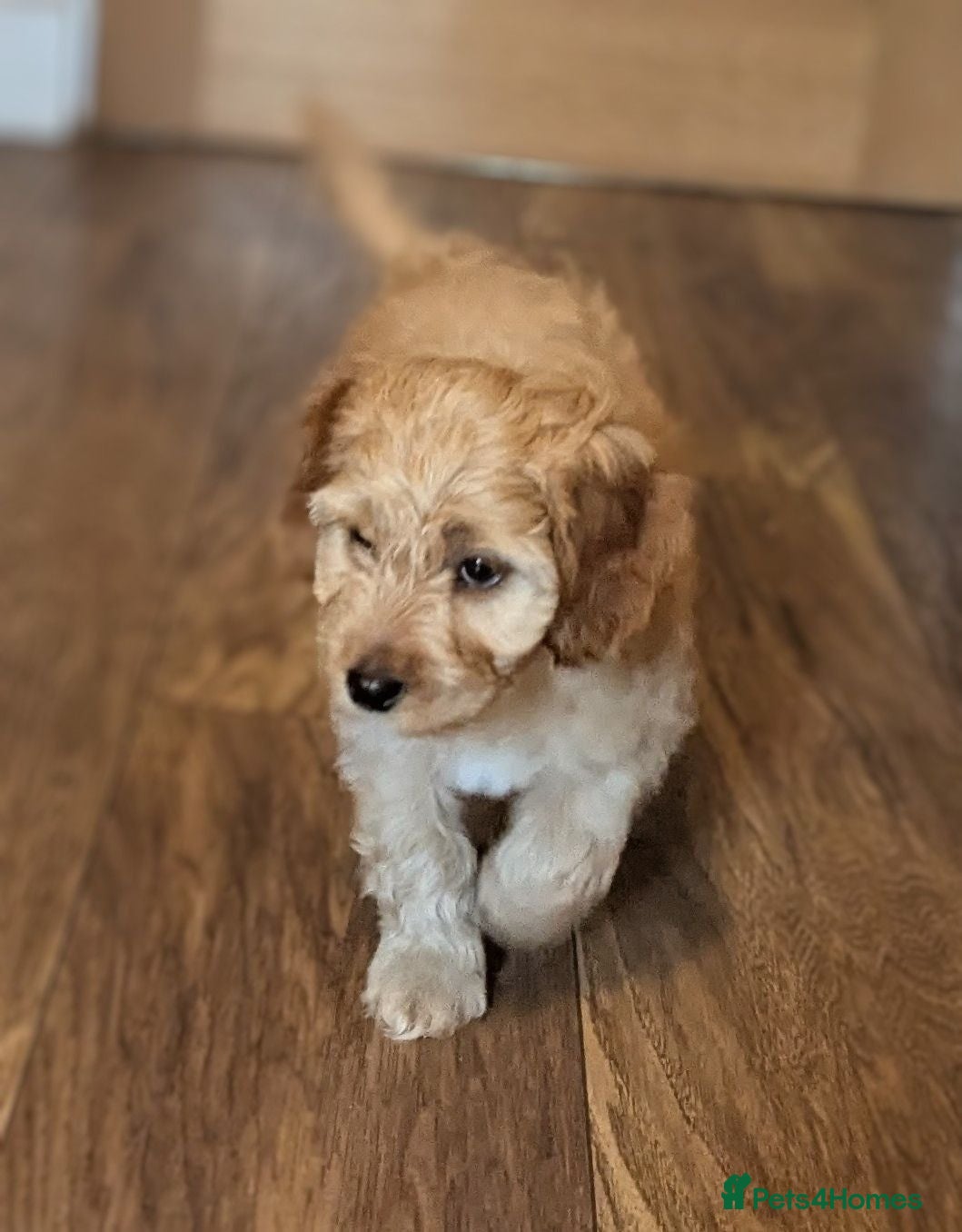 Cockapoo dogs COCKERPOO PUPPIES  - Advert 2