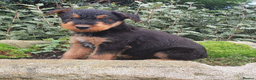 Airedale Terrier dogs for stud: Proven KC Airedale Stud  in Oldham - Advert 10