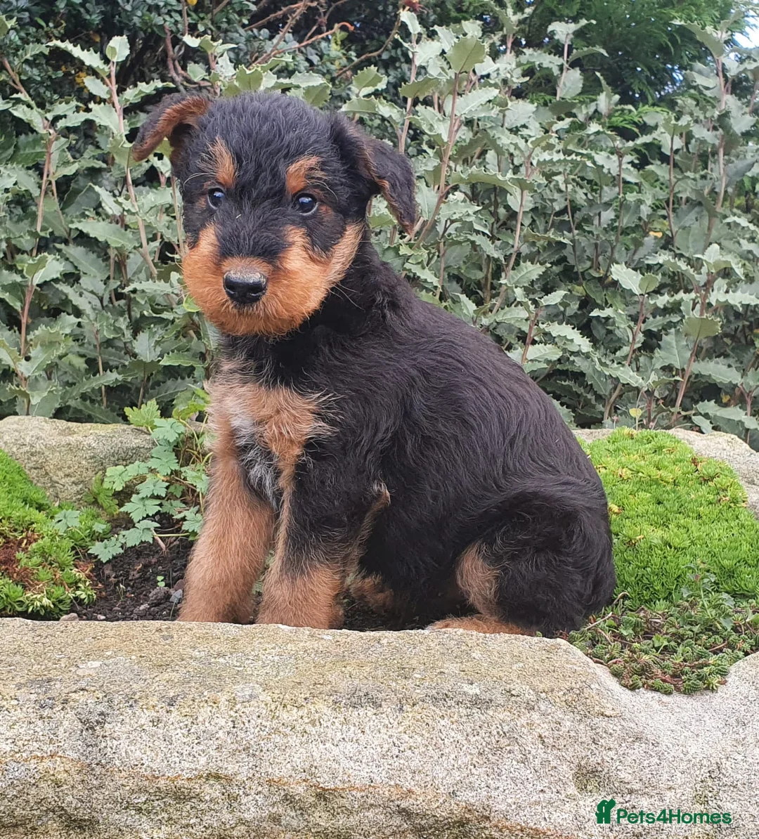 Airedale Terrier dogs for stud: Proven KC Airedale Stud  in Oldham - Advert 10