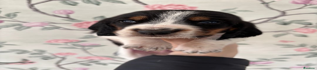 Basset Hound Puppy 2