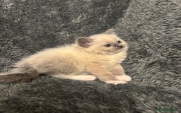 Ragdoll cats for sale: AMAZING QUALITY PEDIGREE HCM/PKD CLEAR KITTENS  - Image 25