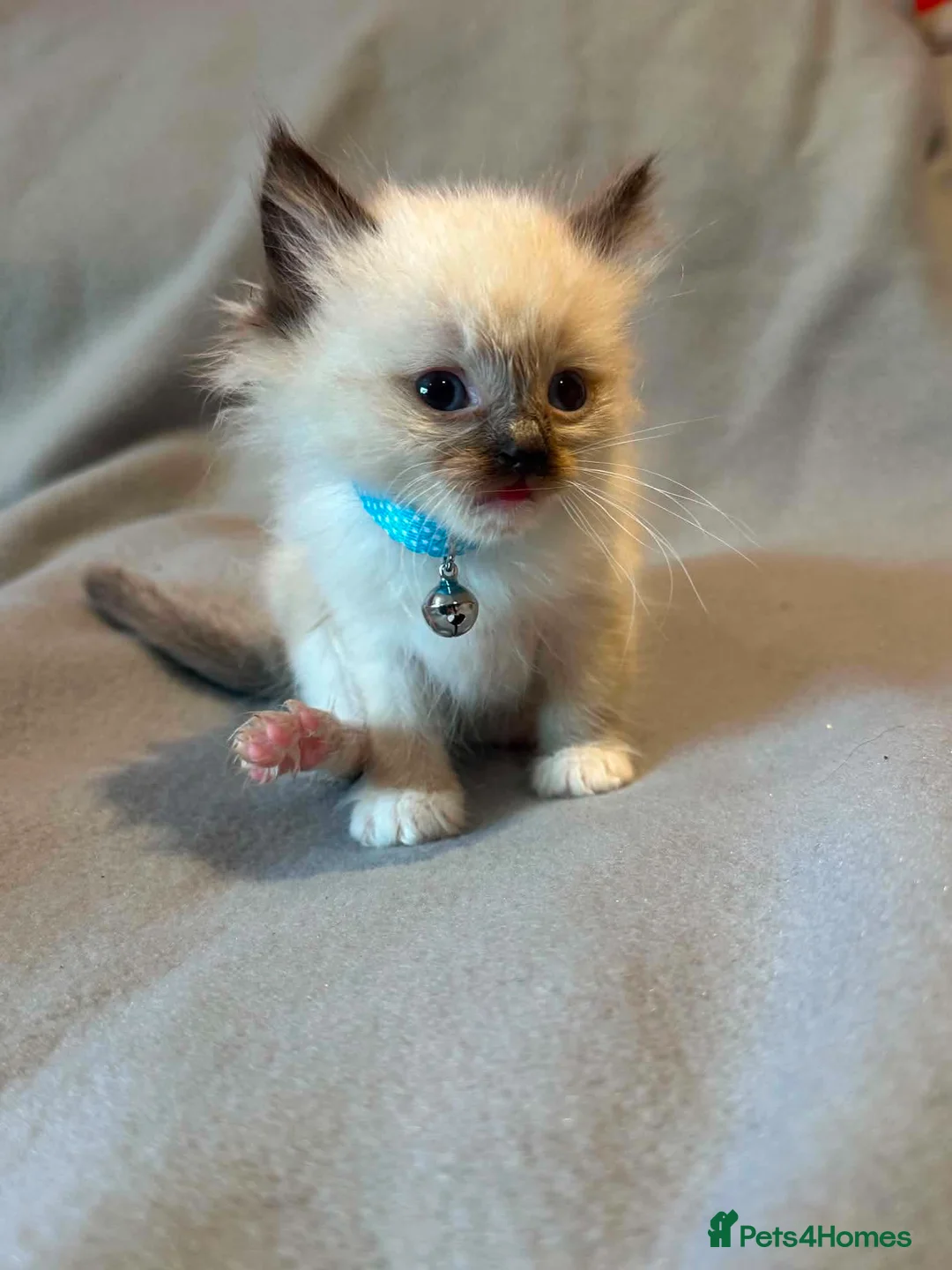 Ragdoll cats for sale: Gorgeous Ragdoll Kittens - Advert 6