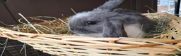 Mini Lop rabbits for sale: Baby lops in Rugeley - Advert 7