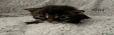 Maine Coon 4