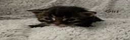 Maine Coon cats for sale: 6 TICA registered Maine Coon kittens. - Advert 4
