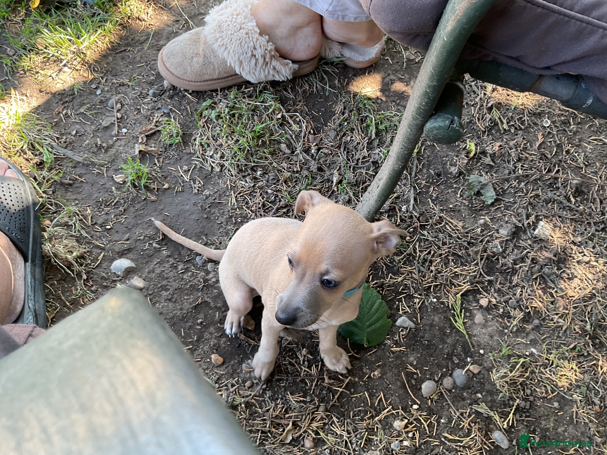 Italian Greyhound dogs Gorgeous Kc reg Italian greyhound  - Advert 2