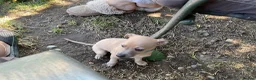 Italian Greyhound dogs for sale: Gorgeous Kc reg Italian greyhound  - Advert 5