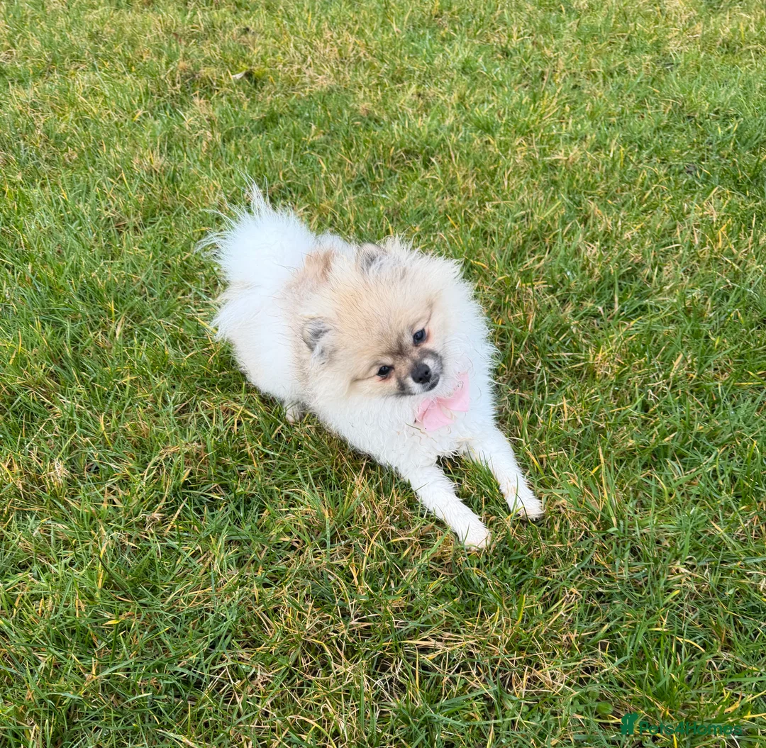 Pomeranian dogs for sale: Pomeranian  - Advert 1
