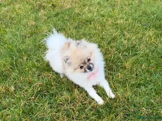 Pomeranian dogs Pomeranian - Advert 5